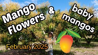 Mango Flowers & Baby Mangos! February 27, 2025