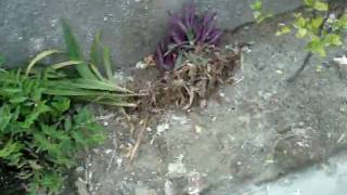 Proj Fil. 7