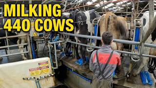 Come Along To Milk 440 Cows With Me!