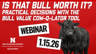 Is That Bull Worth It? Practical Decisions with the Bull Value Cow-Q-Lator