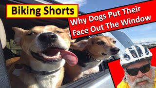 #Shorts, Biking Shorts! Ride an eBike to find out why a Dog Sticks it's head out the window!