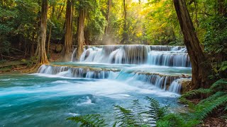 Morning in the Forest - Gentle Piano & Bird Sounds For Sleep and Meditation