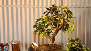 Bay Lorrel Bonsai trim, Aussie Bonsai Bloke