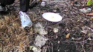 More abandon kittens July 4 2014