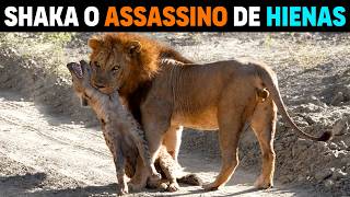 Lion - Shaka king of the Mbiri coalition MASSACRES Kruger Hyenas
