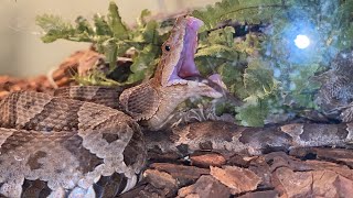 Copper head feeds on mice 👀😱🐍☠️