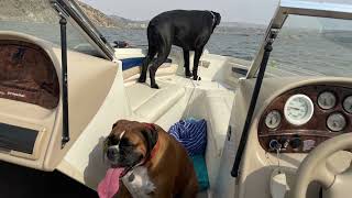 🐾 Boating Buddies! Boxer Dogs Harley & Maverick Hit Alcova Reservoir 🚤