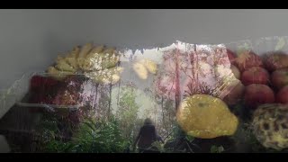 Cali Vs Hawaii Fruit + Vlog & Fruit Stash