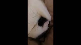 Norman sleeping