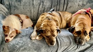 Trish from The Purple Yarnivore joins Roaming with Rover