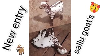 New entry sallu goat's masallah biutiful Barbara bacha 🥰