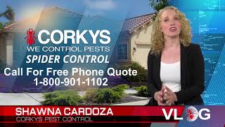 Getting Rid of Spiders
