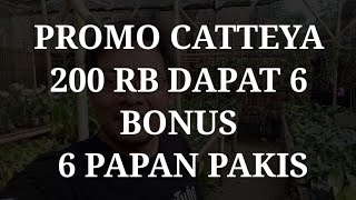 PROMO CATTLEYA 200 RB DAPAT 6 POT + BONUS 6 PAPAN PAKIS