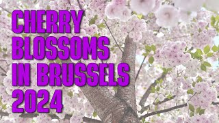 Cherry Blossoms in Brussels | The Planet V [4K]