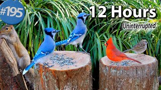 TV for Cats 😻12 Hours of Birds 🐦 and Squirrels 🐿Uninterrupted CatTV