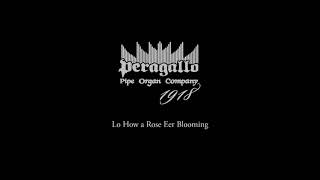 La Gioia del Natale - Lo How a Rose Eer Blooming