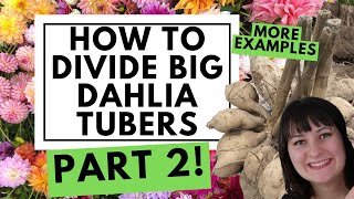 How to Divide Big Dahlia Tubers- 3 More Examples! (Slower process and in more detail) 💐
