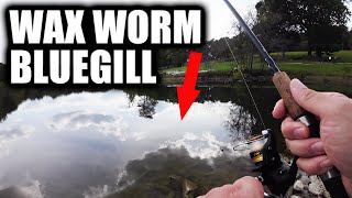 Back To Basics of Bluegill Fishing (Fishing With Fake WAX WORMS)