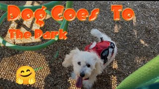 Dog Goes To The Park(First Vlog)