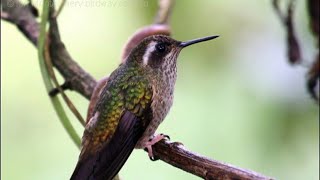 “ MINE HERITAGE IS LIKE UNTO ME AS A SPECKLED BIRD”