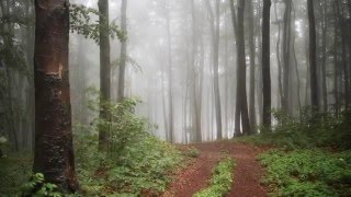 Mystical Rainforest | Romantic Piano - Relax Music