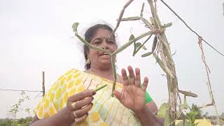 nentanal vazha Don sonna paranthai vaitheyan