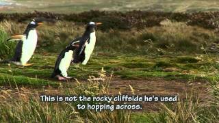 The Story of the Lost Little Rockhopper Penguin raw audio