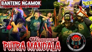 Awas Njungkel Bolo‼️KALAPAN GANAS BANTENGAN PUTRA MANDALA WISANGGENI,, Live Kelurahan Cemorokandang
