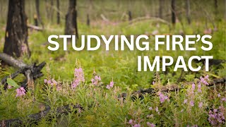 Wildfire Eco-Cultural Recovery Research Project with Doig River First Nation