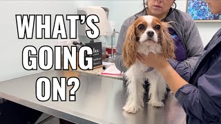 A VET VISIT IN FLORIDA // Cavalier King Charles Spaniel Health