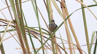 Bluethroat (FE2G7882)