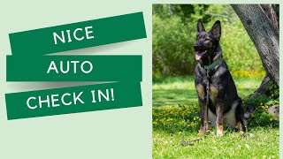 Awesome Canine Auto Check in!