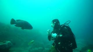 George,The Trained  Blue Groper, Bass Point,Shellharbour,NSW