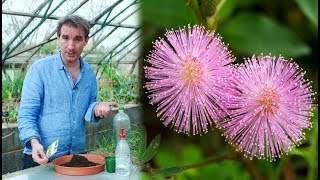 How to grow Sensitive Plants (2019 Hanson Box)