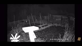 Strange Night Activity