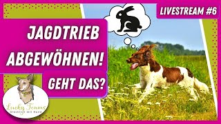 Jagdtrieb abgewöhnen - geht das?