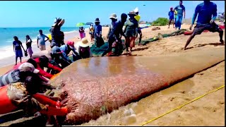 Amazing Seine Fishing Using Tractors | Amazing Big Catch Fishing Skill