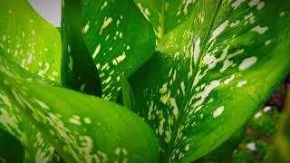 Beautiful Flower Leaf In Jungle| Flower Photography Slideshow | Make'S Happy Feel Good