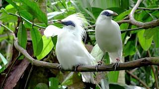 A Tribute to Earth Day - Scenes and Sounds  of Nature and Beauty Around The World