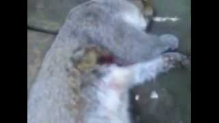live squirrel hunting #1 beeman rifle