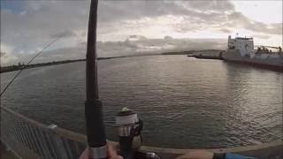 NZ Fishing | Wharf | Live Baiting