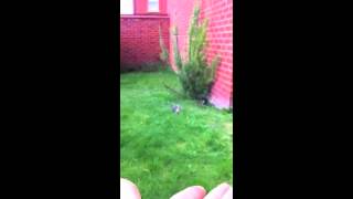 Baby Sparrow Takes Flying Lessons - fledgling learning to fly