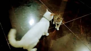 I was shocked when I went to look for two people and they were missing #viral#youtubevideo #cat