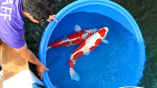 Inside the USA’s Largest Koi Event 🇺🇸 | Stunning Japanese Koi You HAVE to See!