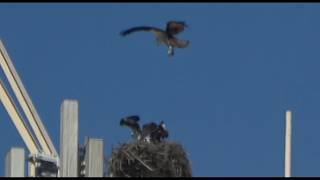 The Osprey Family has returned to the Sun City Water Tower. The 2026 Breeding Season.