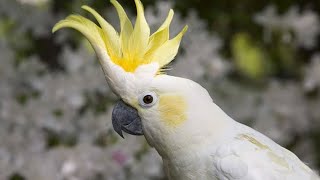 WHY Cockatoos Are The World's Funniest Feathered Friends