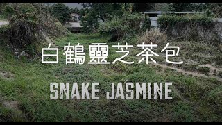 自家種植白鶴靈芝，並製成茶包，潤肺降火 Planting the snake jasmine. Making it into teabag ｜The Lost Tastes 尋找失落的味道