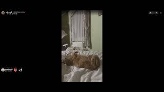 Live Sajka (Psychotropa)  odpalonego cz.1/2