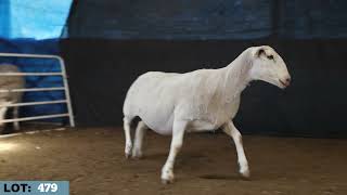 LOT 479 Illoura 2026 White Suffolk Stud Dispersal   Mated Ewes