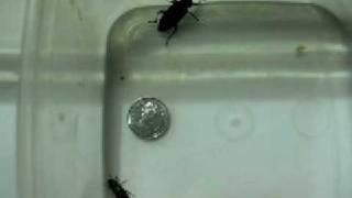'Mealworm' Beetle compared to 'Superworm' Beetle
